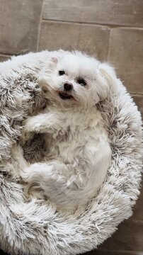 Funny White Maltese Dog Acting Grumpy and Growling in Cozy Round Pet Bed &mdash; Cute Defensive Dog Behavior Clip