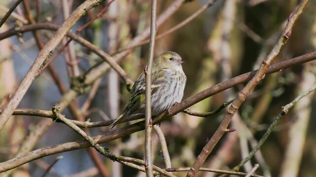 A Siskin Perched on a Branch