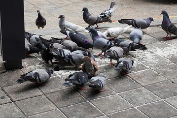 A flock of pigeons eats food scattered by someone on the footpath
