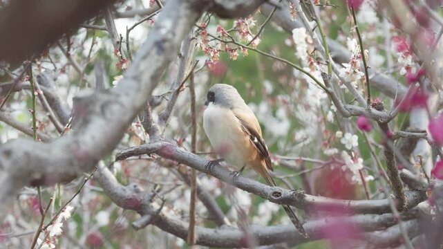 Close up view of Long-tailed Shrike (lanius schach) standing on flower tree and looking around, cute animal concept, 4k real time footage.