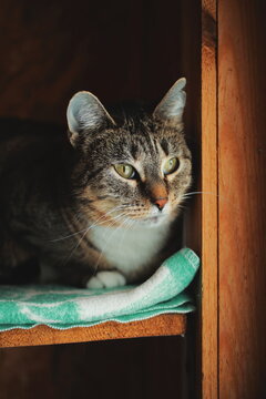 Rescue tabby cat resting on shelf in wooden shelter interior