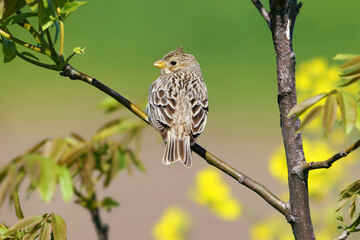 A close-up shot of an adult corn bunting (Emberiza calandra) perched on a fork in a tree branch against a blurred background