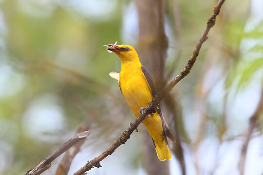 A pair of Eurasian golden oriole (Oriolus oriolus) are filmed close-up near a nest with chick food in their beaks.