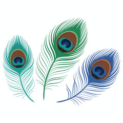 Obraz premium Colorful peacock feather vector illustration isolated on white background