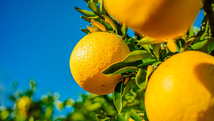 グレープフルーツの実