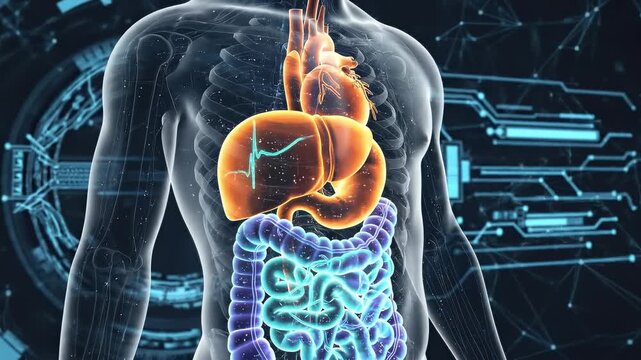 Human body xray view with internal organ model in stomach, liver, and intestine. Medical science anatomy and biology. 3D x ray visualization.