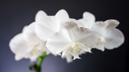 白い花の胡蝶蘭