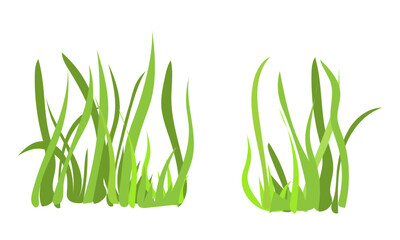 Naklejka premium Green grass or algae. Vector illustration. Thickets of thick spring grass, isolated on a white background