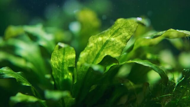 Underwater Botanical Light Play Dynamic caustic patterns over aquatic plants