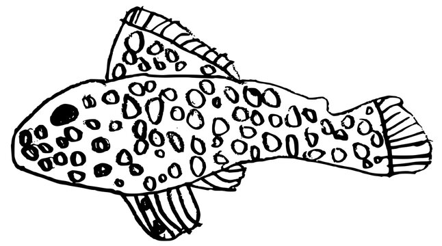 Hand drawn spotted Brazilian pleco catfish child's illustration isolated on white. Primitive vector sketch of a spotted aquarium fish in child's drawing style.