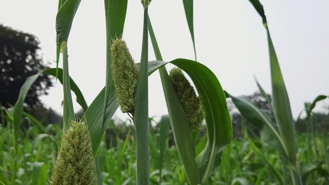 Immature jowar (sorghum) sways in a lush Indian field. This resilient dryland crop, with waxy stalks & budding grain heads, is vital for local farmers, providing a rich source of food & animal fodder.