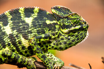 Obraz premium The Indian Chameleon, Chamaeleo zeylanicus in the forest.