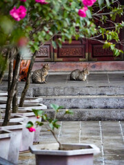 The cat in the Taoist temple