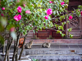 The cat in the Taoist temple