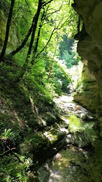 Idillic view on green lush forest river surrounded by trees and rocks and ferns 4k drone