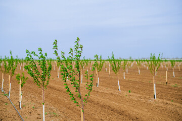Rows of young apple trees with green leaves planted in the garden