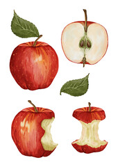 Watercolor red apple set with whole fruit, half apple, bitten apple and apple core isolated on white background, hand painted realistic food illustration
