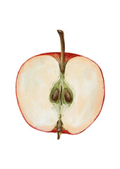 Watercolor half red apple isolated on white background, hand painted realistic fruit illustration
