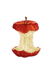 Watercolor apple core isolated on white background, hand painted realistic fruit illustration