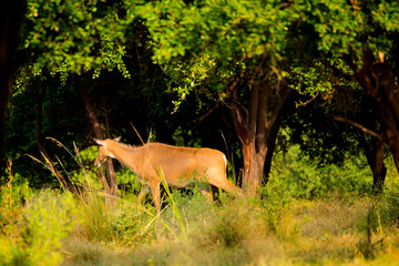 Fototapeta premium Deer or chital in National Park forest, India.