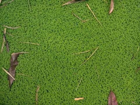Azolla is a small aquatic fern.