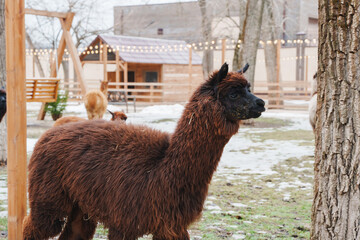 Fototapeta premium Brown llama walking in a yard with trees and buildings in winter