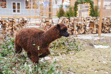 Fototapeta premium Llama walks through a garden area with wooden logs in the background