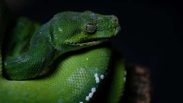 Green tree pythons are non-venomous snakes that can get to 5&ndash;6 feet in length. They appear in a variety of green shades with broken white or yellow stripes down their backs. This provides good camoufl
