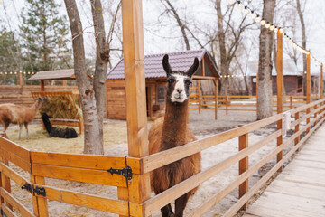 Fototapeta premium Llama stands by fence at farm with wooden buildings in winter