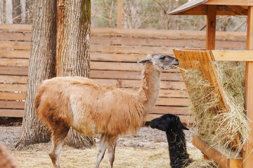Fototapeta premium Llama and alpaca eating hay in a farm setting with wooden fence