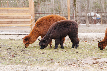 Fototapeta premium Alpacas grazing in a farm area on a cloudy day with bare trees