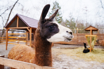 Fototapeta premium Llama watches visitors at a farm in winter season