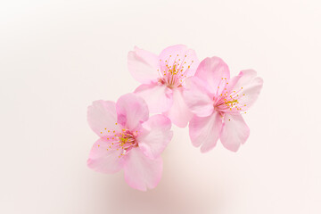 白い背景のサクラの花