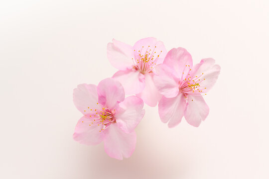 白い背景のサクラの花