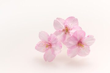白い背景のサクラの花
