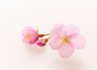 白い背景のサクラの花