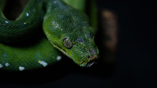 Green tree pythons are non-venomous snakes that can get to 5&ndash;6 feet in length. They appear in a variety of green shades with broken white or yellow stripes down their backs. This provides good camoufl