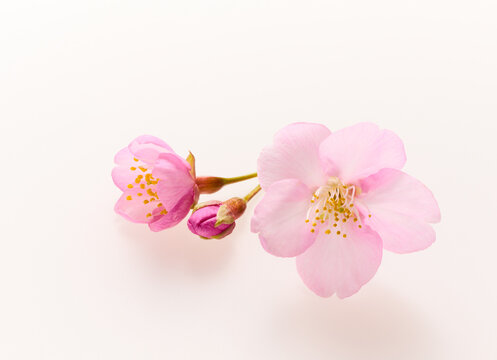 白い背景のサクラの花