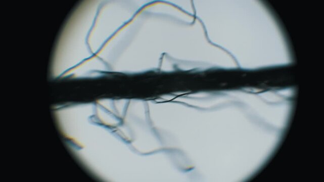 Ocular view of black thread fibers with moving focus at high magnification. The inspection of loose filaments against a white background aids textile research.