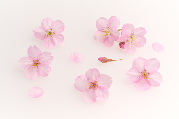 白い背景のサクラの花