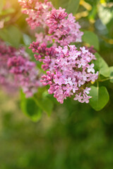 Obraz premium Blooming lilac branch with green background. Springtime botanical concept.