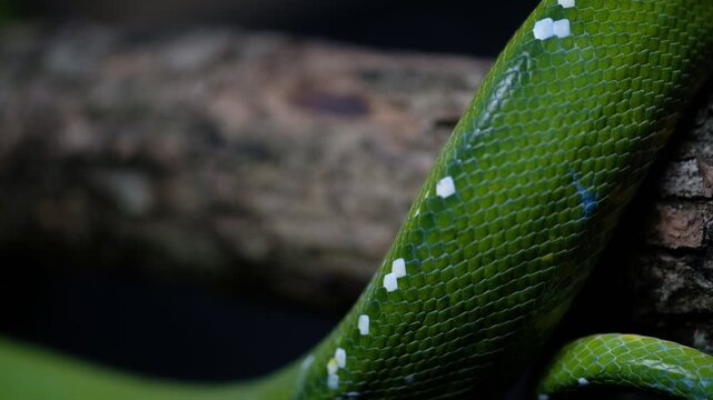 Green tree pythons are non-venomous snakes that can get to 5&ndash;6 feet in length. They appear in a variety of green shades with broken white or yellow stripes down their backs. This provides good camoufl