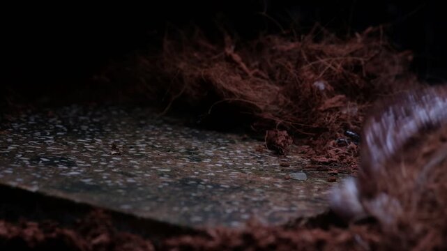 The "panana lizard" is known in English as the Blue-tongued Skink (specifically Tiliqua gigas or Indonesian Blue-tongued Skink). It is a large, non-poisonous lizard, typically 30-50 cm long, native to