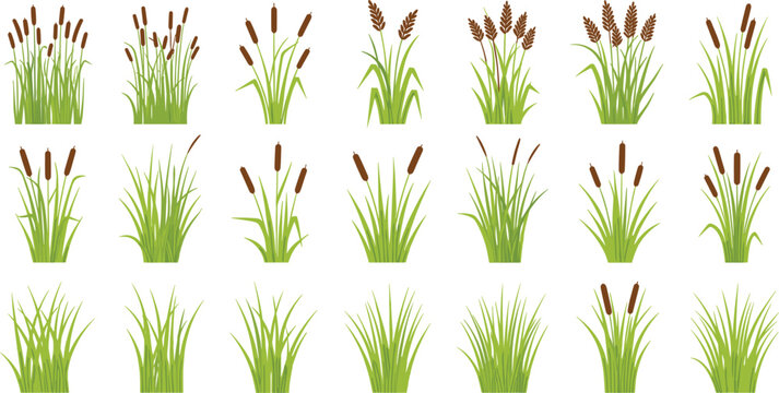 Vector illustration set of various cattail plants and marsh grass clusters for nature landscape and wetland concepts।