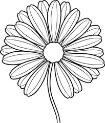 Vector line art illustration of a blooming daisy flower for coloring book botanical sketches and floral design concepts