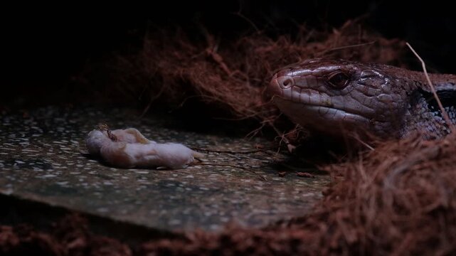 The "panana lizard" is known in English as the Blue-tongued Skink (specifically Tiliqua gigas or Indonesian Blue-tongued Skink). It is a large, non-poisonous lizard, typically 30-50 cm long, native to
