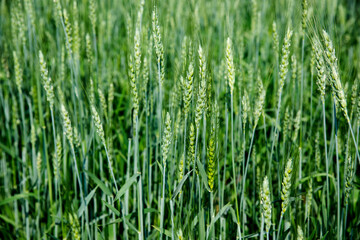 Green wheat field in India