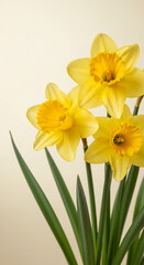 Obraz premium Close-up of three yellow daffodil flowers with green leaves against a pale background, representing spring, freshness and renewal