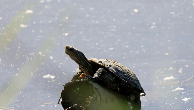 Freshwater turtle basking on a log in calm water
