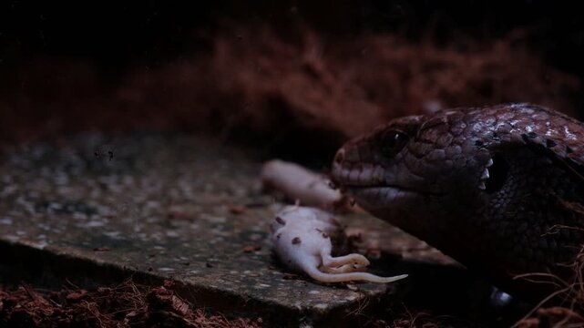 The "panana lizard" is known in English as the Blue-tongued Skink (specifically Tiliqua gigas or Indonesian Blue-tongued Skink). It is a large, non-poisonous lizard, typically 30-50 cm long, native to